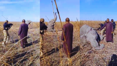Screenshots from a video showing the killing an elephant in Borno, Nigeria, Dec. 17, 2023. [X/@MusaGwary]