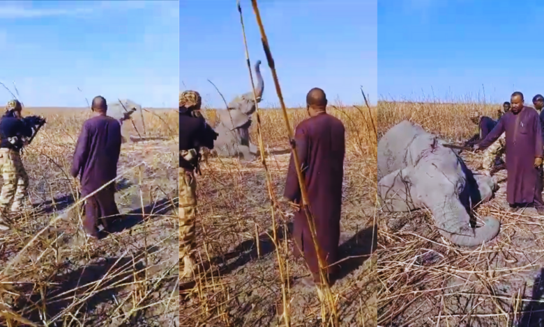 Screenshots from a video showing the killing an elephant in Borno, Nigeria, Dec. 17, 2023. [X/@MusaGwary]