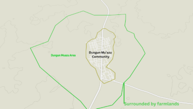 Dungun Mu’azu is a small locality in Sabuwa, Katsina state. The town is surrounded by an estimated 500 hectares of agricultural land. Underscoring it as a predominantly farming community. Map illustration by Mansir Muhammed/HumAngle