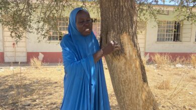 Sahura Abdullahi sustains her family by selling the bark of the Bishiryar aduwa tree at the weekly market in Jibia. Photo credit: Abiodun Jamiu/HumAngle