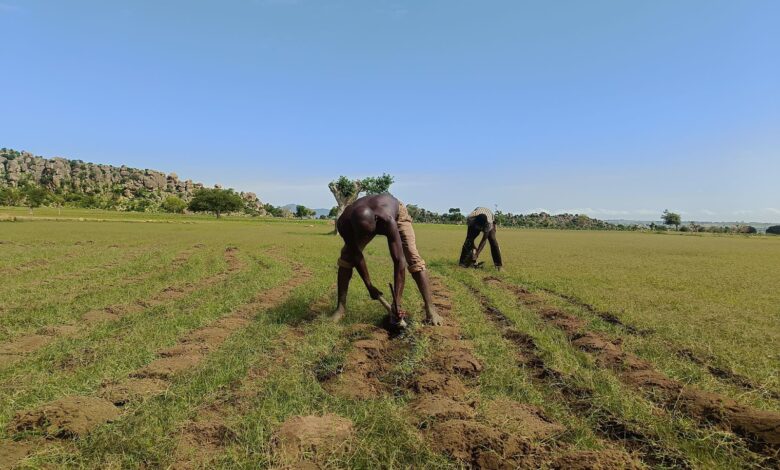 Two people working in a green field with a rocky hill in the background under a clear blue sky.