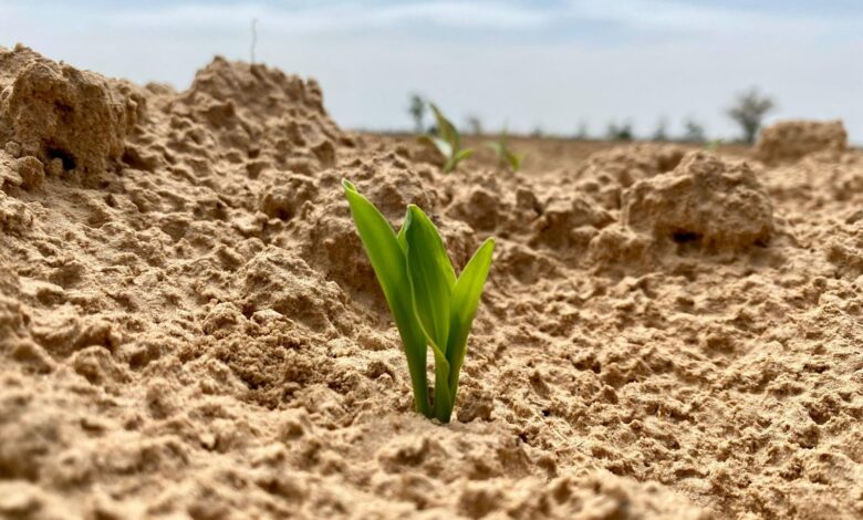 A young green plant sprouting through dry, cracked earth under a bright sky.