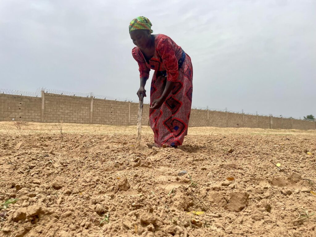 A person working the soil with a hoe in a dry field with a wall in the background.