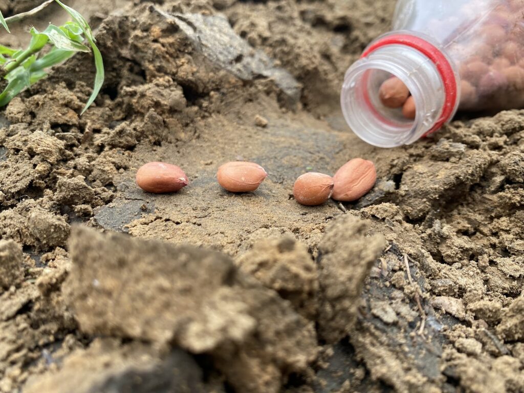 Four peanut seeds on soil near an overturned bottle.