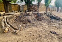 A rural setting with a mound of dirt, stacks of firewood, mud walls, and trees.