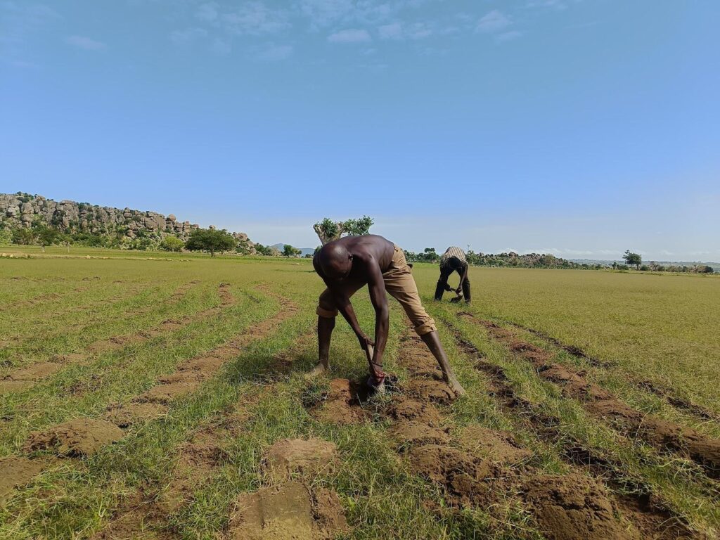 Two people tilling soil in a lush green field with a rocky hill in the background under a clear sky.