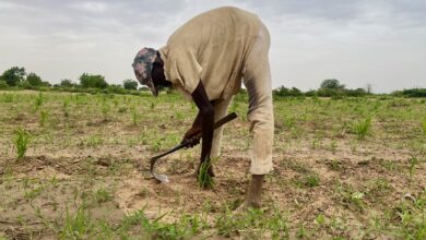 A person tilling soil with a hoe in a field with young plants under an overcast sky.