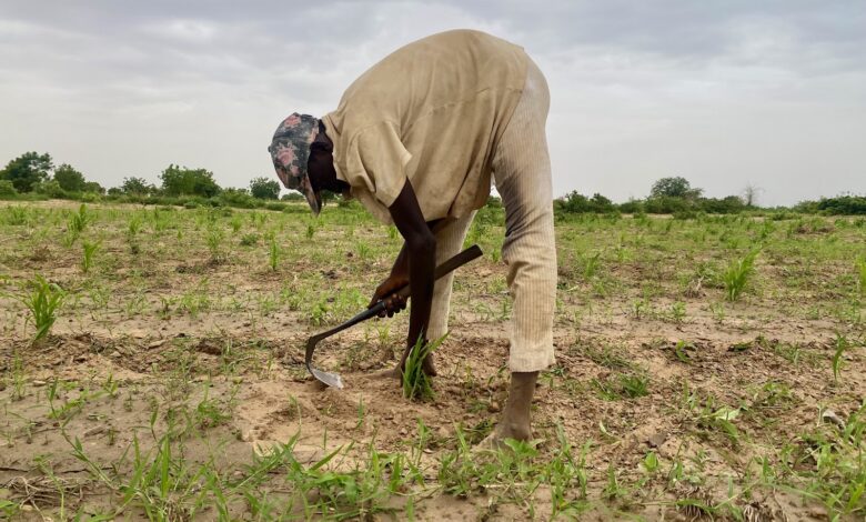 A person tilling soil with a hoe in a field with young plants under an overcast sky.