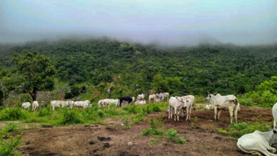 Cattle grazing on a misty hillside with lush greenery.