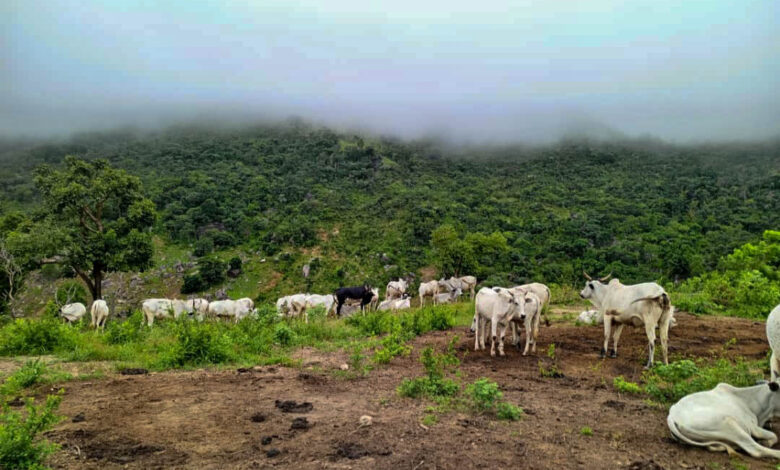 Cattle grazing on a misty hillside with lush greenery.