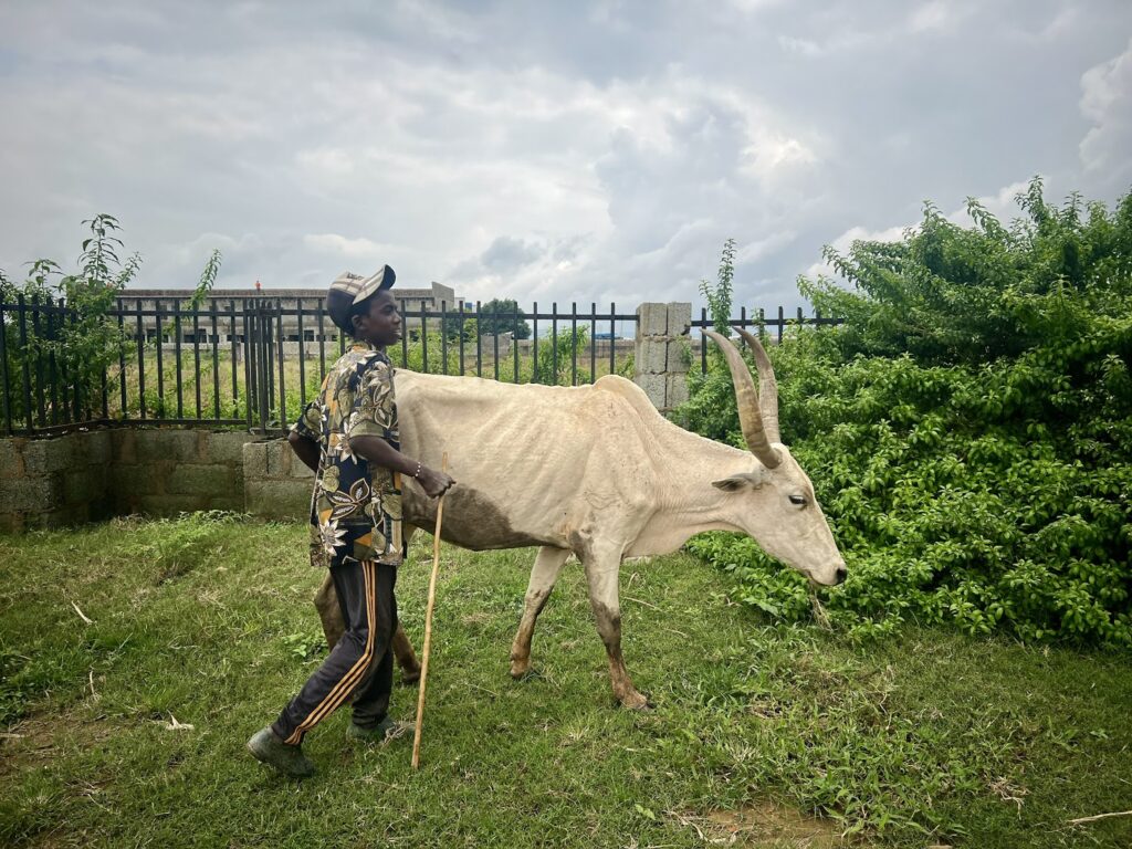 Man in a hat walking with a large-horned goat on a grassy field with greenery and a fence in the background.