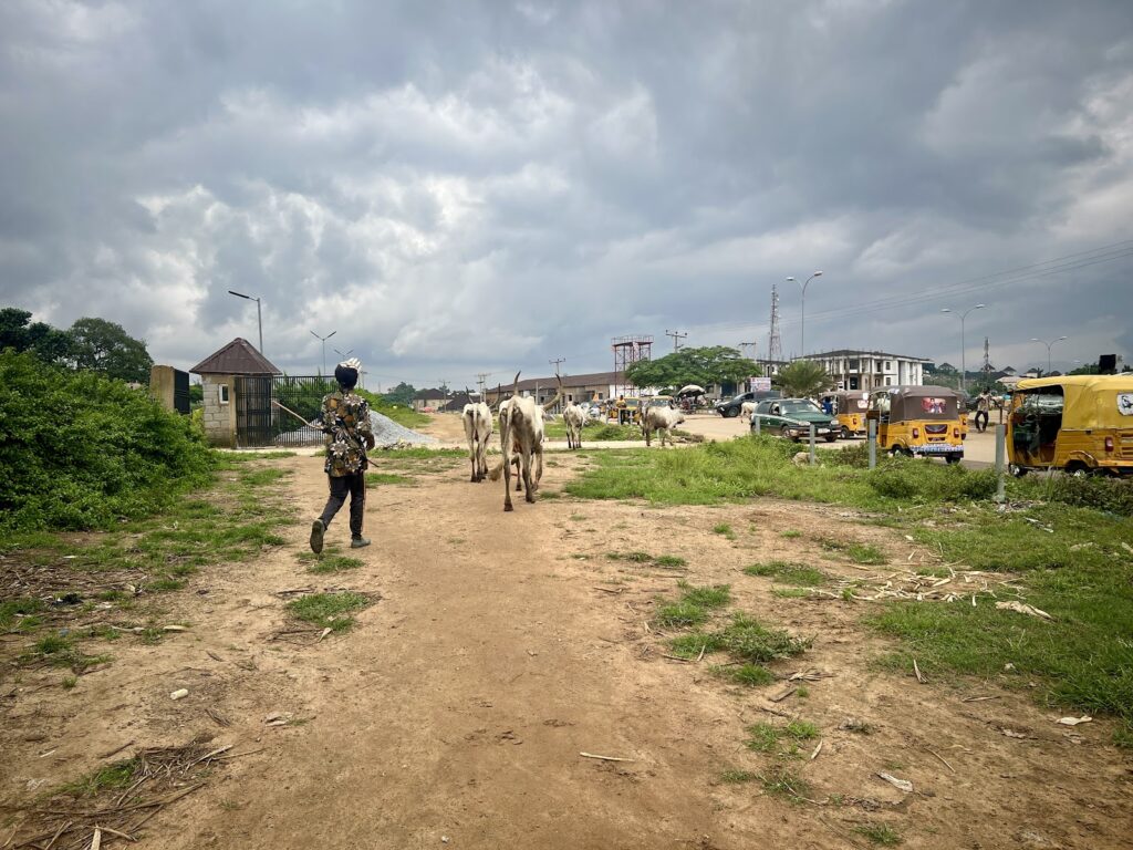 Person herding cattle on a dirt path by a busy road with vehicles and stormy sky overhead.