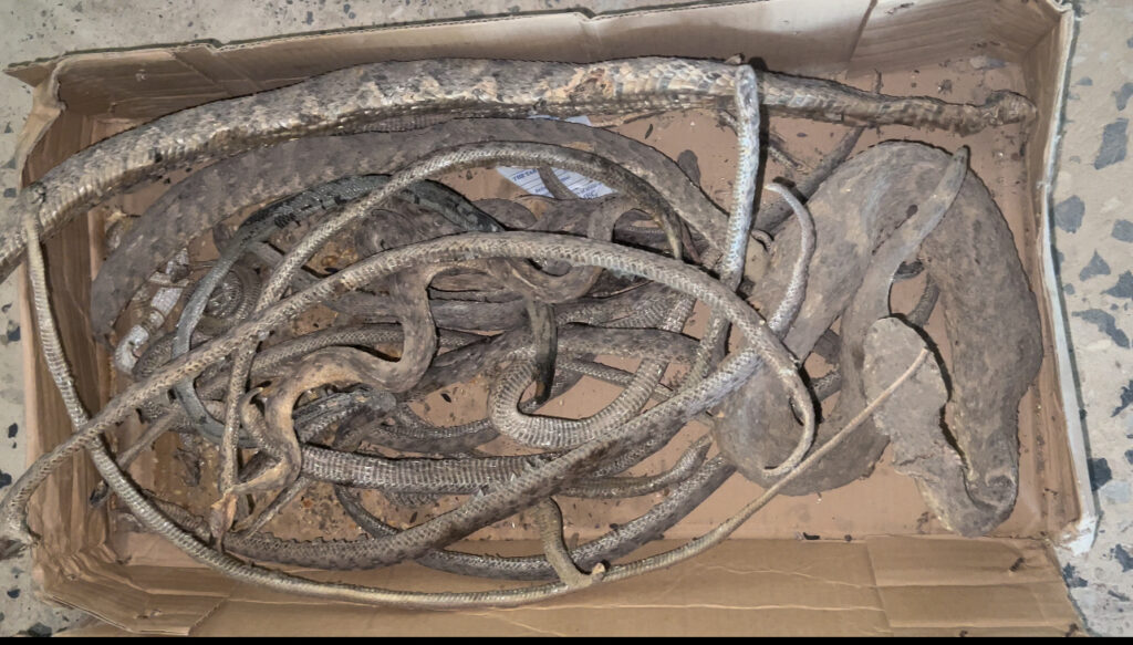 A cardboard box filled with a tangle of large snakes on a speckled floor.