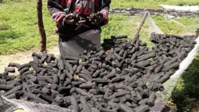 Person holding black charcoal pieces with a mesh hammock full of charcoal in the background.