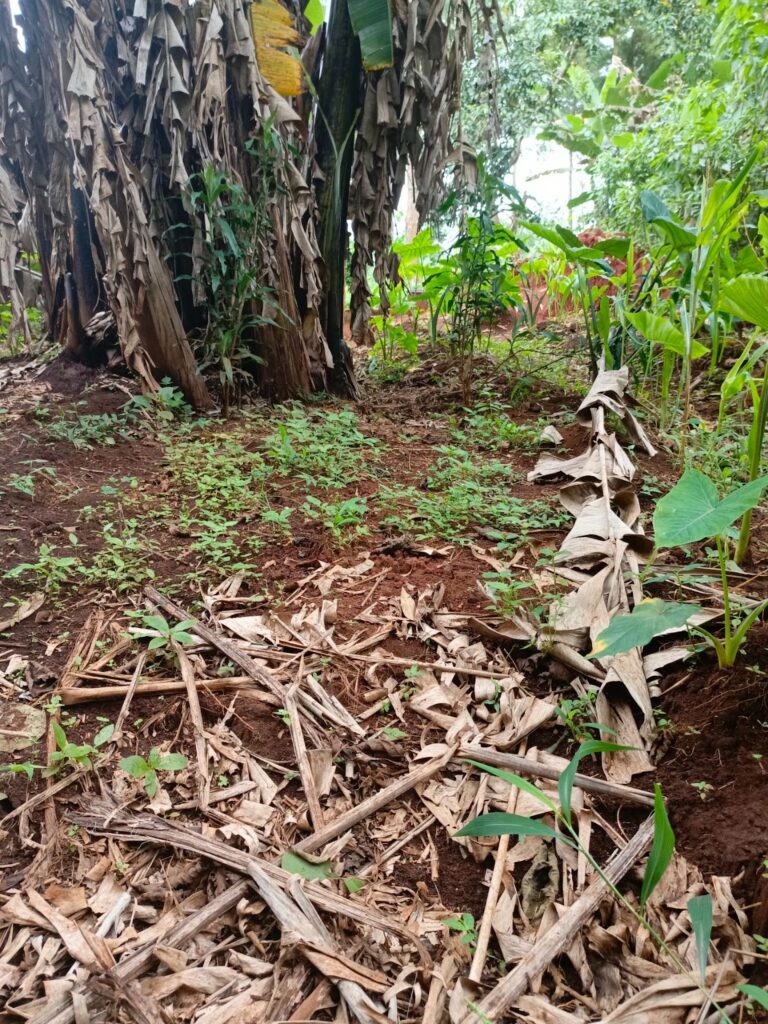 Banana trees with dry leaves on the ground and other green vegetation in a tropical garden setting.