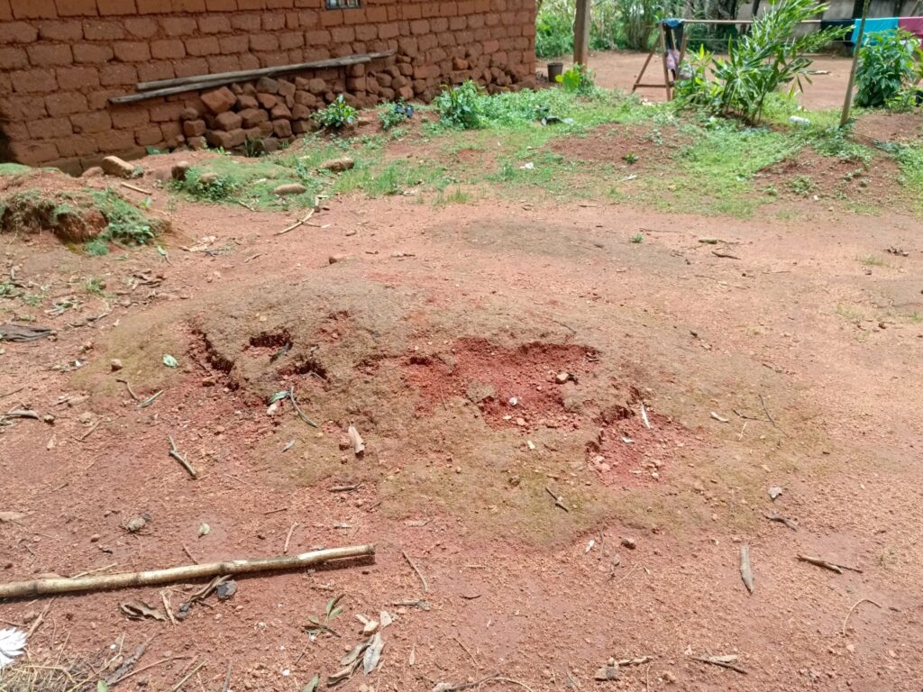 Bare dirt ground with patches of grass, a brick wall, and scattered sticks.