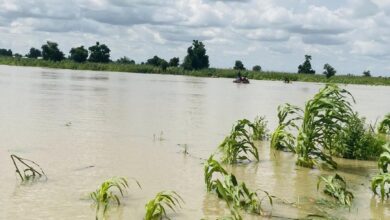 People in boats navigating through a flooded area with submerged crops and cloudy skies.