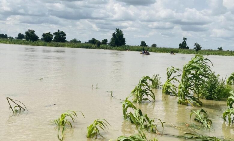 People in boats navigating through a flooded area with submerged crops and cloudy skies.