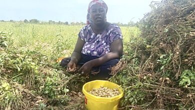 Woman sitting in a field harvesting peanuts with a pile of plants and a yellow basin of peanut pods.