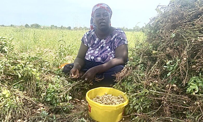 Woman sitting in a field harvesting peanuts with a pile of plants and a yellow basin of peanut pods.