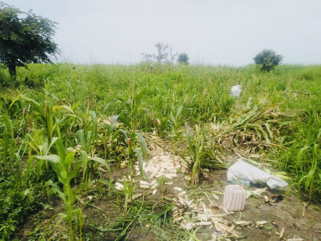 A green field with young corn plants and scattered maize cobs on the ground, with some litter.