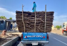 A pickup, popular firewood carrier, offloading firewood in Maiduguri.