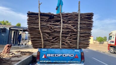 A pickup, popular firewood carrier, offloading firewood in Maiduguri.