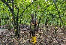 A man standing in his cocoa farm