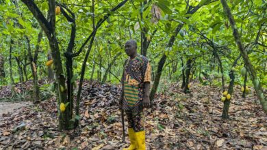 A man standing in his cocoa farm