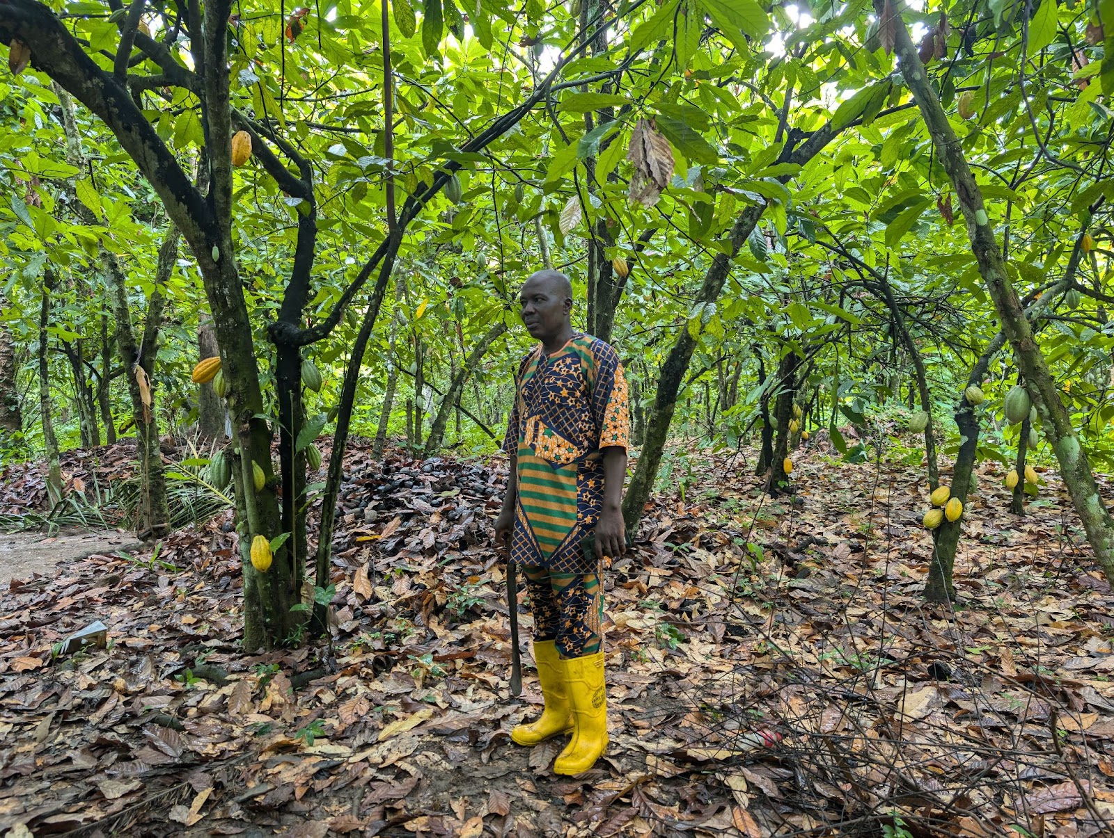 A man standing in his cocoa farm