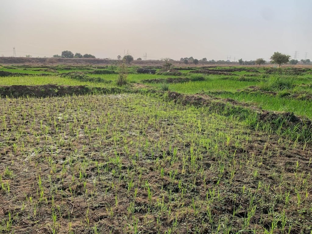 Lush green rice paddies against a hazy sky, with patches of young seedlings emerging from the soil.