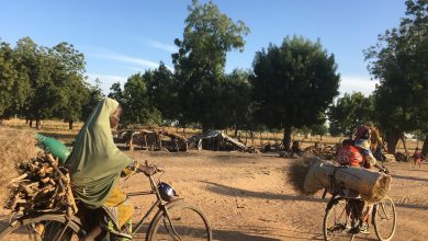 Two people ride bicycles on a dirt path, carrying large bundles of sticks and materials, with trees and small shelters in the background.