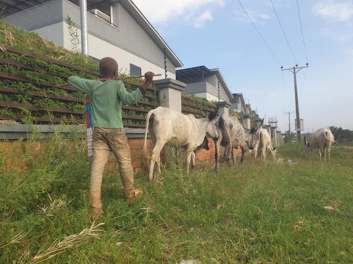 A child in green herds cows along a grassy path near a row of houses and power lines under a clear blue sky.