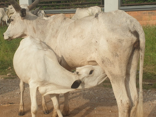 Cow nursing a calf on a dirt path with a brick wall and greenery in the background.