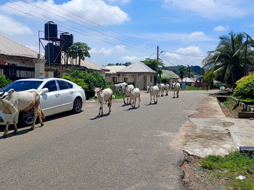 Cows walk down a residential street with parked cars and houses on a sunny day.