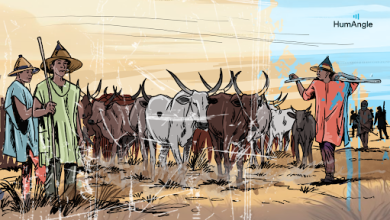 A group of people herding cattle across a grassy landscape, wearing traditional hats and colorful clothing.