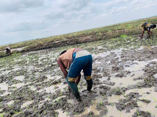 Farmers bending over in a wet rice paddy, planting seedlings under a cloudy sky.