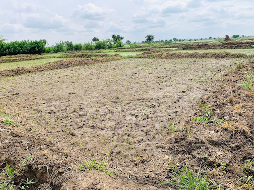 A barren agricultural field under a cloudy sky, surrounded by sparse greenery in the distance.
