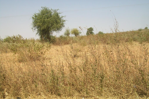 Dry, grassy landscape with sparse shrubs and a few trees under a clear sky.