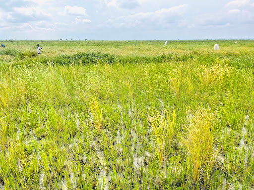 Lush green and yellow rice paddy field under a cloudy sky, with a person working in the distance.