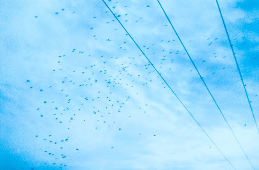 Flock of birds flying across a cloudy sky with power lines in the foreground, creating a sense of movement and freedom.