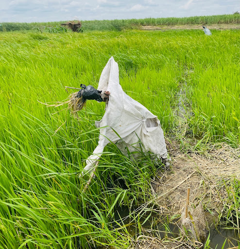 A scarecrow dressed in white fabric stands in a lush green field under a cloudy sky.