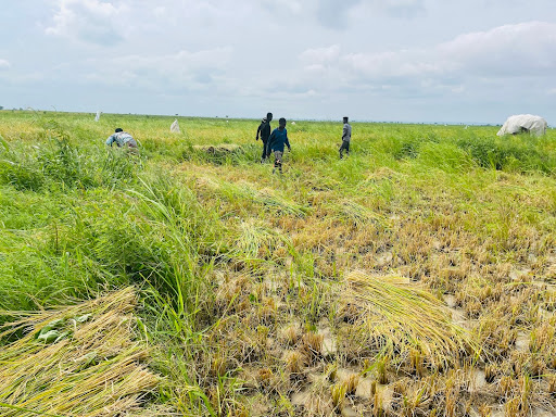 People working in a lush, green field under a cloudy sky, with bundles of harvested crops scattered on the ground.