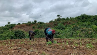 Two people farming in a lush, green field under a cloudy sky.