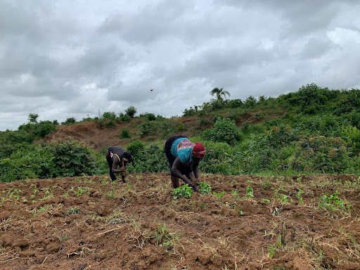 Two people farming in a lush, green field under a cloudy sky.