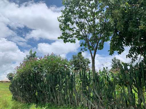 A lush green landscape with trees and cacti under a partly cloudy sky.