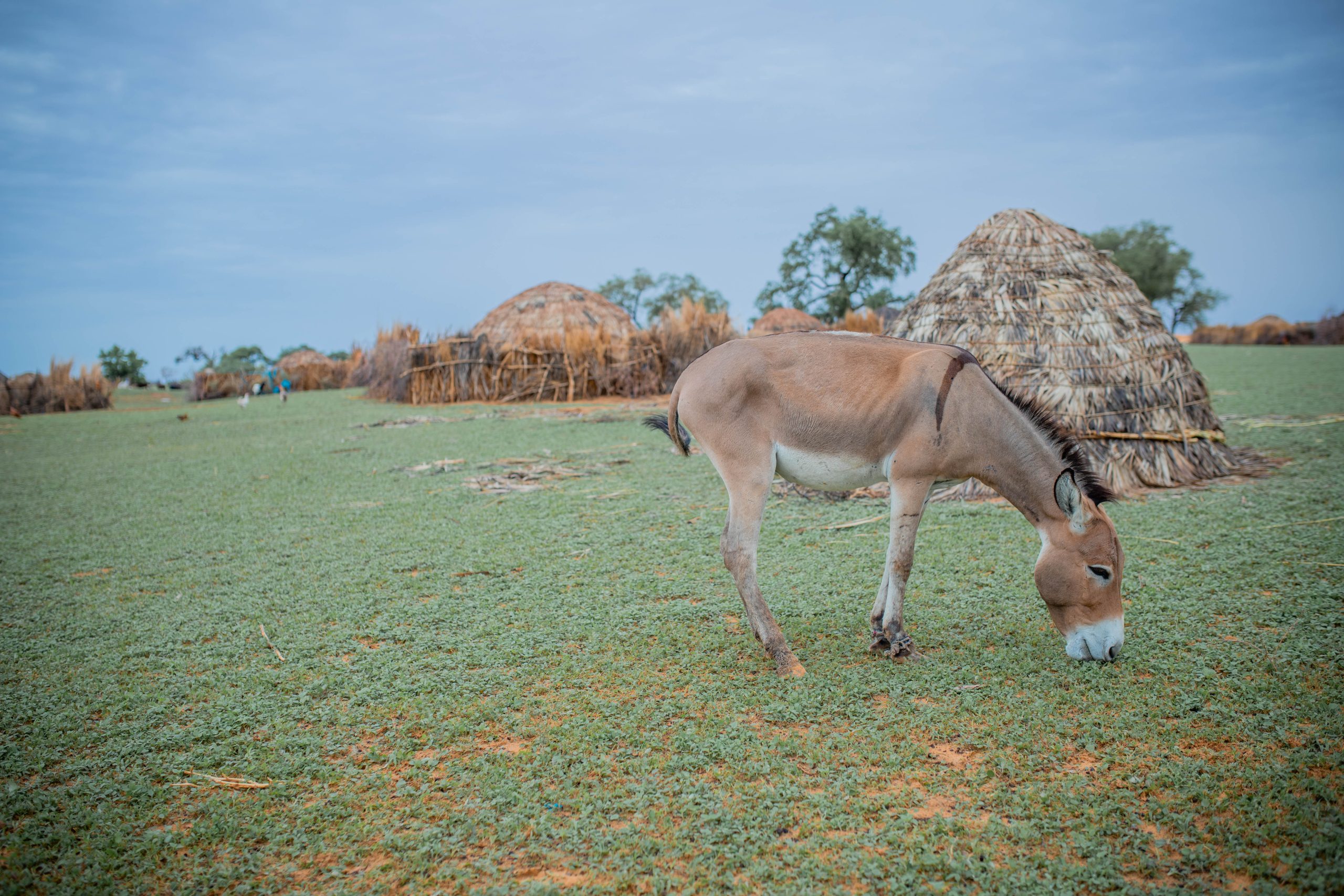 Donkey grazing in a grassy field with traditional huts and trees in the background.