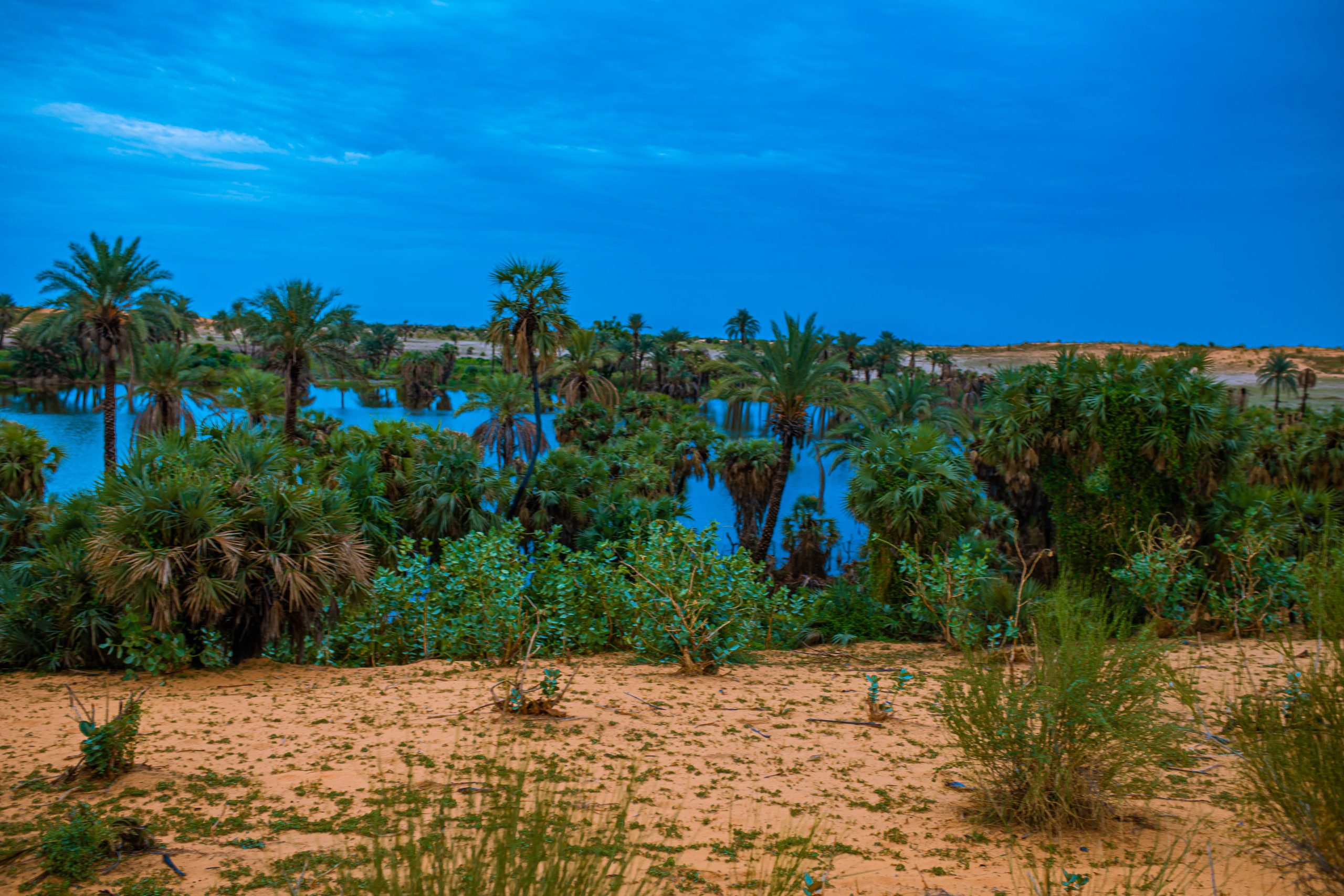 Lush oasis with palm trees and blue water under a vibrant blue sky. Sandy foreground with scattered green shrubs.