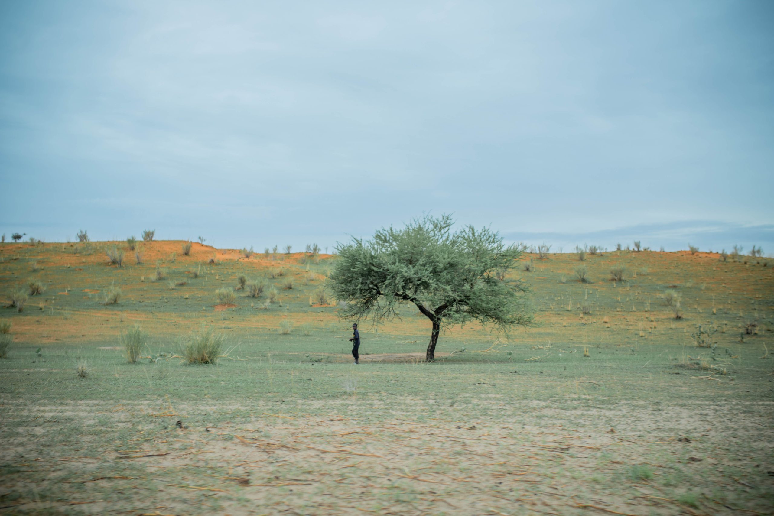 A lone tree stands in a vast, grassy landscape under a cloudy sky with a person standing nearby.