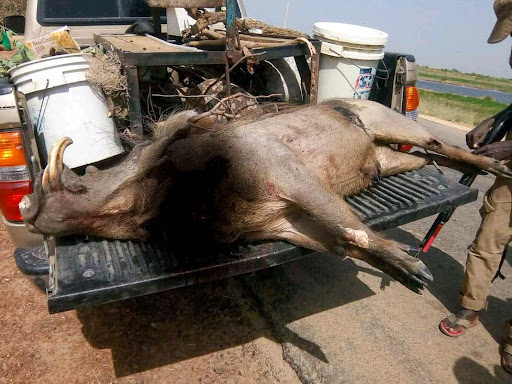 A large wild boar lies on the open tailgate of a pickup truck with containers and equipment around it under clear skies.